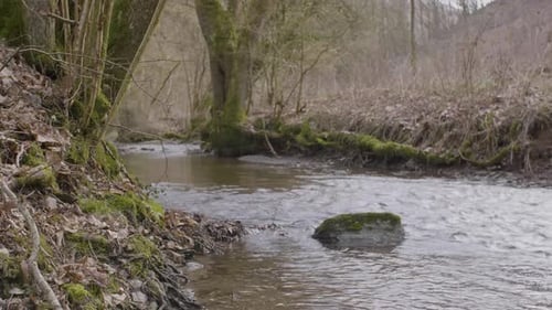 Small river brook in forest.