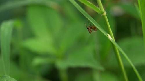 close up of two insects mating.