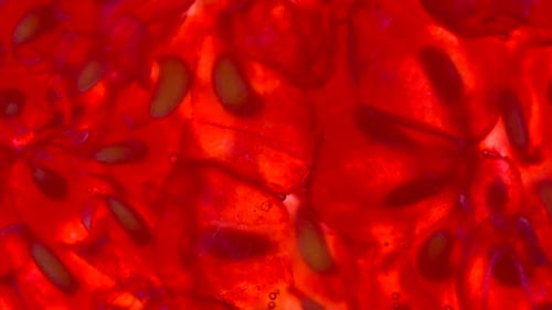 Vibrant Macro Shot of a Raspberry's Interior