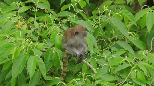 Monkey Sitting on Branch Amidst Lush Green Foliage Wildlife and