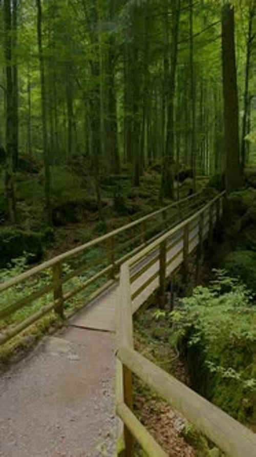 Experimente a Serene Forest Bridge situada no exuberante deserto verde da beleza da natureza