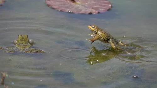 Frogs croaking and jumping and courting in calm lake close up