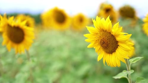 Colorful bright sunflower in bloom. Close up. Blossoming field of seed crops at daytime.
