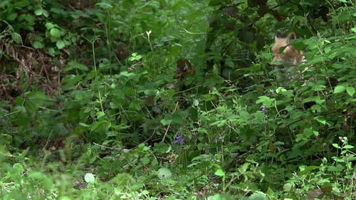 Renard roux, vulpes vulpes, femelle adulte sautant dans la forêt parmi le feuillage, Normandie en France