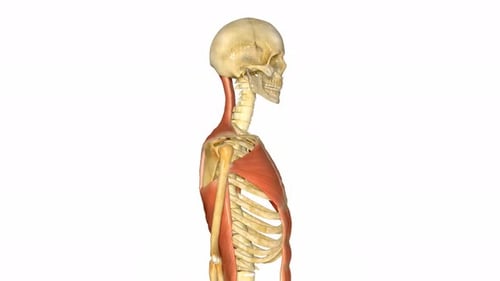 Human Upper Body Musculoskeletal System 3D Rotation Animation