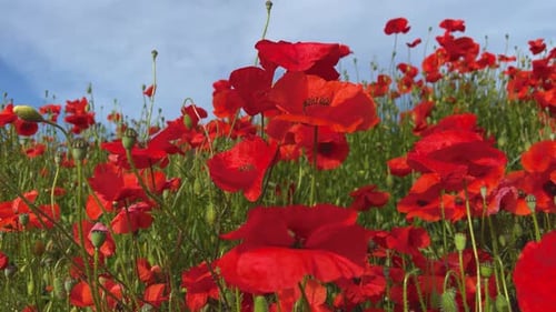 Wild red poppies spring season blue sky smooth glide