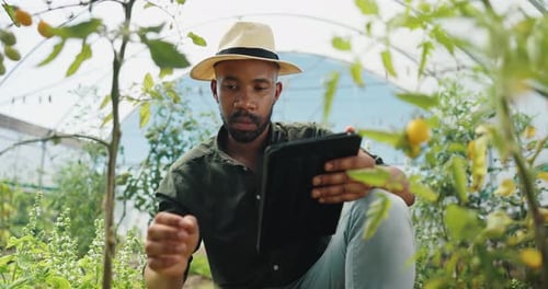 Man uses tablet in a greenhouse