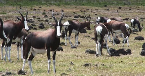 Plan rapproché d'un troupeau de bonteboks en alerte dans la brousse sud-africaine
