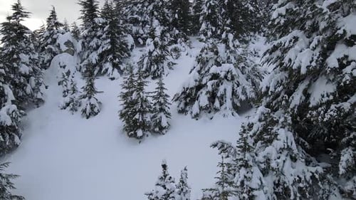 Aerial Snow Covered Forest