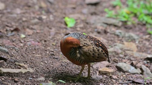 Rufous-crowned Antthrush Grooming Feathers in Rainforest