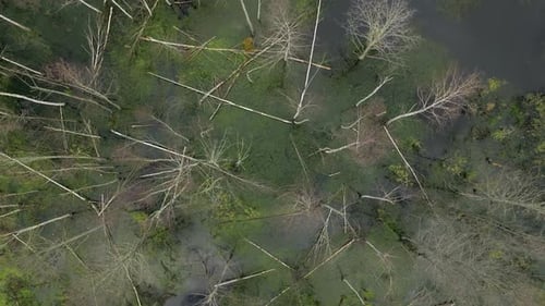 Sumpf, wunderschöner Fluss, tropischer Dschungel, Luft, grüner Wald, Reisen, Wasser