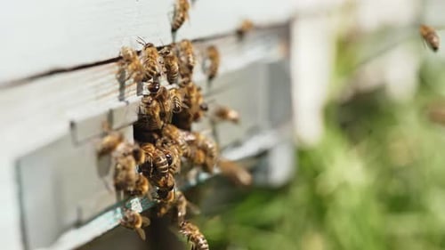 Bees Swarming Around the Beehive Entrance on Sunny Day