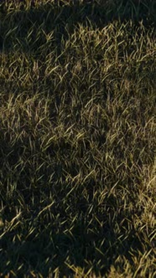 Sphere on Grass Grass 3d Loop Animation