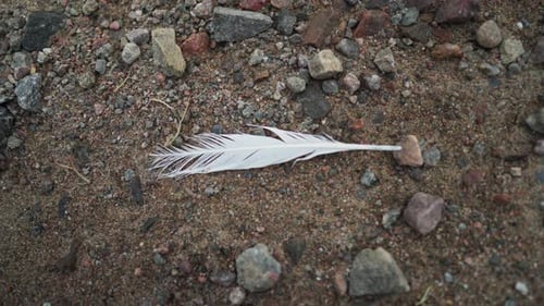 Möwenfeder an einem felsigen Strand zurückgelassen