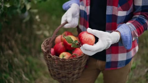 Person Harvesting Apples in a Wicker Basket