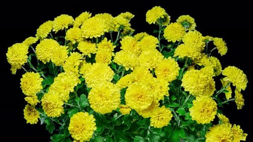 Time Lapse of Blooming Yellow Chrysanthemum on a Bush Close up Over Black Background
