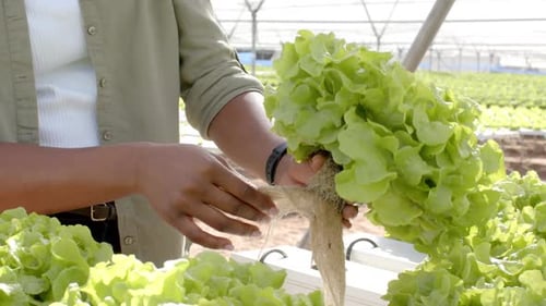 Harvesting fresh lettuce, farmer working in greenhouse hydroponic farm