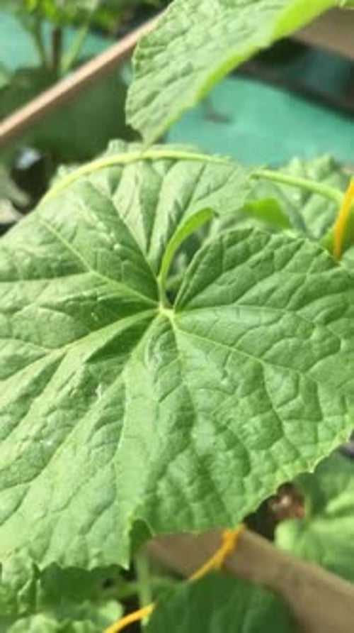 Vertical video of Melon plant in a polybag