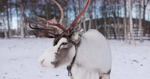 Close-up of a reindeer in Lapland