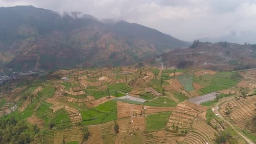 Aerial View of Green Terraced Farmland