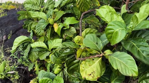Exploring Lush Noni Fruit Plants in Hawaii's Volcanic Landscape