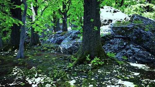 A Dense and Vibrant Forest Filled with an Abundance of Lush Green Trees