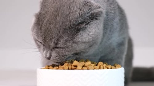 Cute Gray Cat Eating Dry Food in Bowl