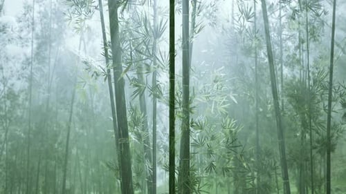 Grüner Bambus im Nebel mit Stängeln und Blättern