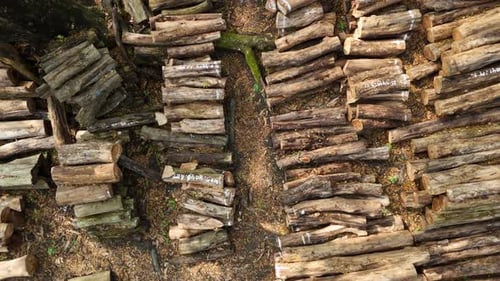 Drone shot from top of tree trunks in a logging site