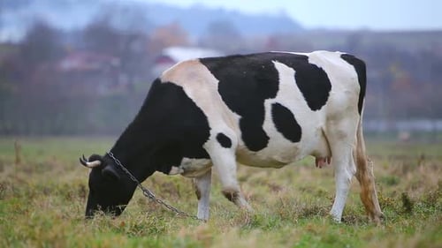 Cow Grazing on Meadow with Green Grass on a Sunny Day