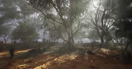 Misty Forest with Sunlight Filtering Through Trees in Early Morning Light