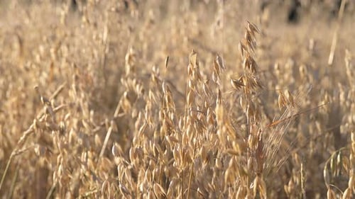 Oat (Avena sativa), cereal grain grown in natural organic farm field plantation