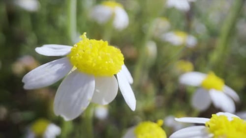 Chamomile Flowers in a Field