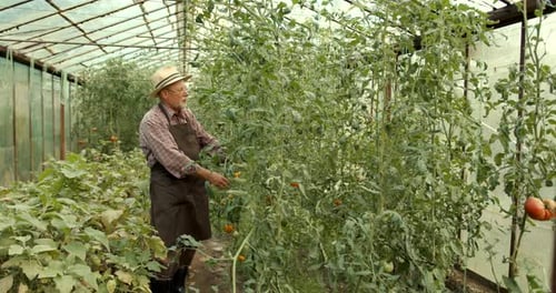 Adult tending tomatoes in greenhouse