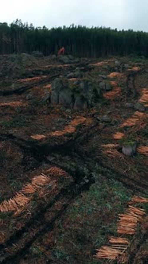 Vertical Video of Deforestation. Aerial view of the deforestation area