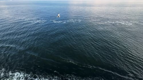 Seagulls Soaring Above a Calm Blue Ocean