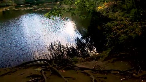 Nuages se reflétant sur un étang avec une légère brise et des arbres