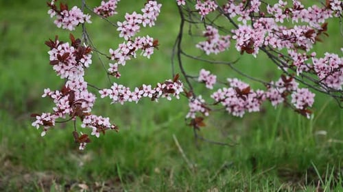 A tree bloomed with pink flowers in spring