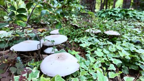 Coniferous forest with mushrooms Agaricus. After rain.