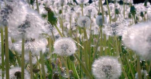 Der
Löwenzahn von Fluffy Seeds fliegt über die Lichtung. Aufgenommen mit einer Superzeitlupenkamera mit 1000 Bildern pro Sekunde.