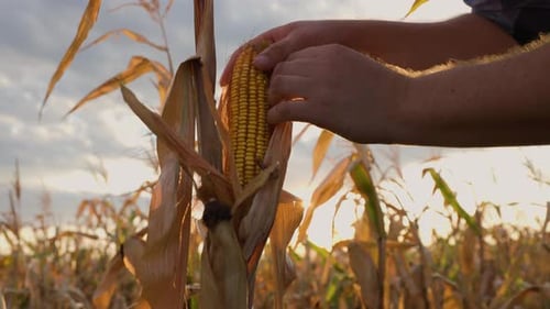 Close View of Farmer Hands Holding a Riped Corn Cob Detail Shot of a Man Holding a Golden Cob Full