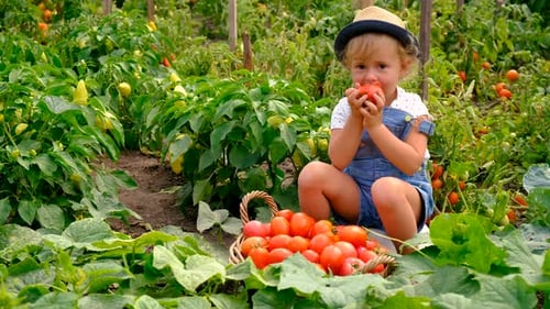 A Child in the Garden Harvests Tomatoes Selective Focus