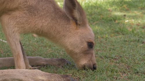 Rotes Riesenkänguru - Rotes Känguru frisst Gras auf einer Wiese mit zwei Hinterbeinen - Einheimisches Tier in Österreich
