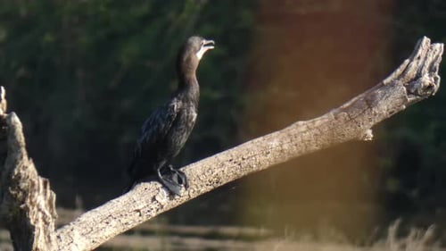 Kormoran chillt auf dem See mp4 UHD 4k.