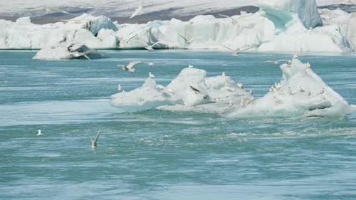 Flock Of Seagulls Flying Over Ice In Sea