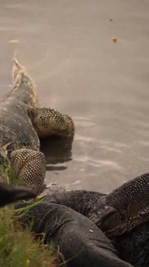 Ralenti pour observer les lézards chassant et se nourrissant de poissons au parc Lumphini à Bangkok