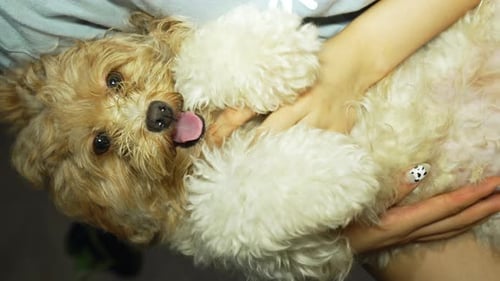 Happy Dog Relaxing in Arms