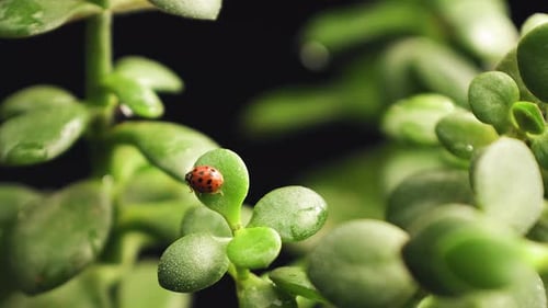 Close up single ladybug on green plant