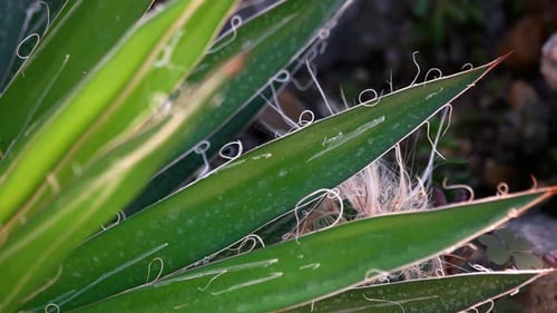 Plante succulente poussant parmi les pierres