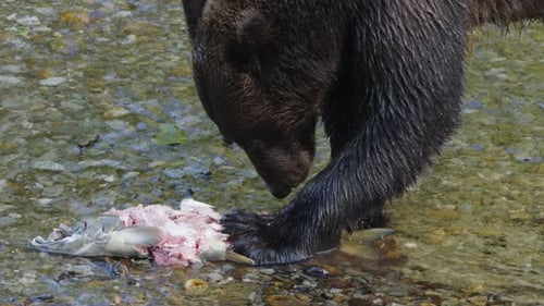 Close up brown bear eating spawning Chum salmon in shallow river